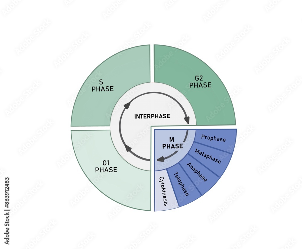 The cell cycle is composed of interphase (G₁, S, and G₂ phases), followed by the mitotic phase (mitosis and cytokinesis), and G₀ phase. The cell cycle is composed of interphase (G₁, S, and G₂ phases), followed by the mitotic phase (mitosis and cytokinesis), and G₀ phase.