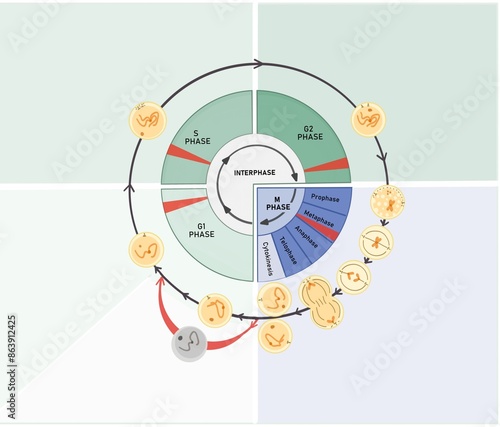 The cell cycle is composed of interphase (G₁, S, and G₂ phases), followed by the mitotic phase (mitosis and cytokinesis), and G₀ phase.