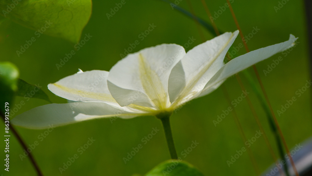 Clematis flower in the garden, close -up. Clematis flower in the garden, close -up.