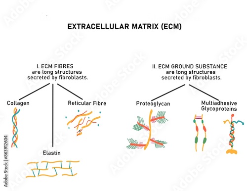 Components of Extracellular Matrix