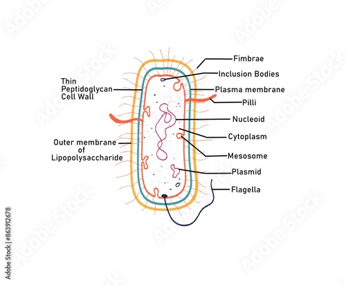 Structure of a Gram negative bacteria