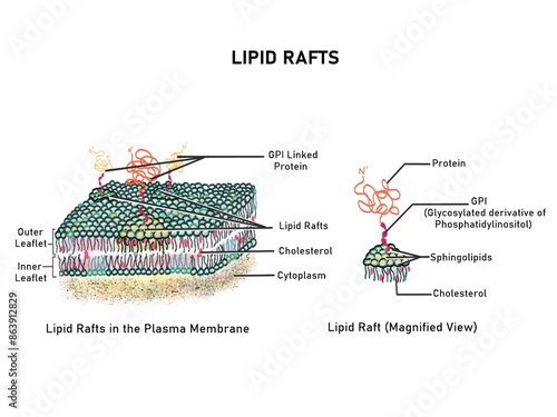 Structure of lipid rafts in the plasma membrane photo