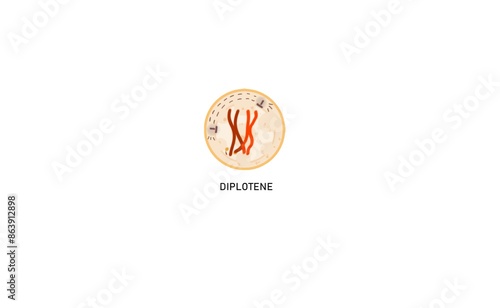 Diplotene marks the dissolution of the synaptonemal complex and separation of the homologous chromosomes of the bivalents except at the sites of cross-over.