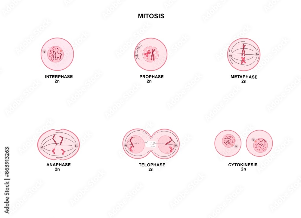 Mitosis is a process where a single cell divides into two identical daughter cells (cell division).
Mitosis is a process where a single cell divides into two identical daughter cells (cell division).