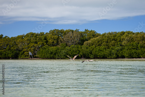 coastal seabirds pelicans flying over sandy shore island beach of gulf of Mexico