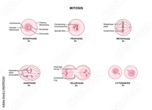 Mitosis is a process where a single cell divides into two identical daughter cells (cell division).
