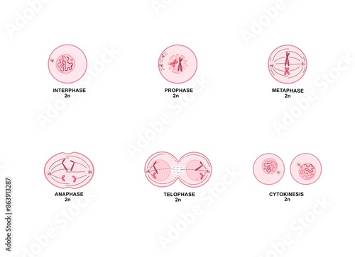 Mitosis is a process where a single cell divides into two identical daughter cells (cell division).
 photo