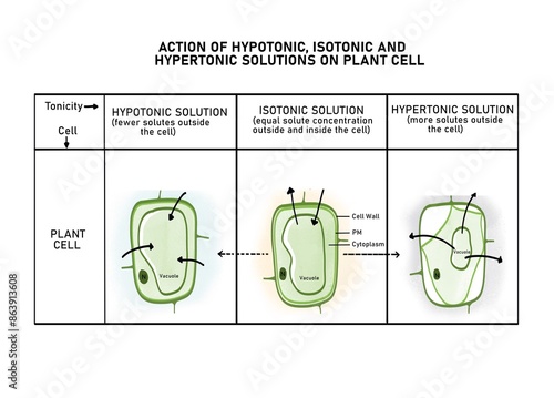 Osmosis in a red blood cell (crenation) and a plant cell (plasmolysis and deplasmolysis)