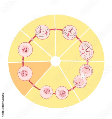 Mitosis is a process where a single cell divides into two identical daughter cells (cell division).
 photo