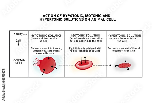 Osmosis in a red blood cell (crenation)