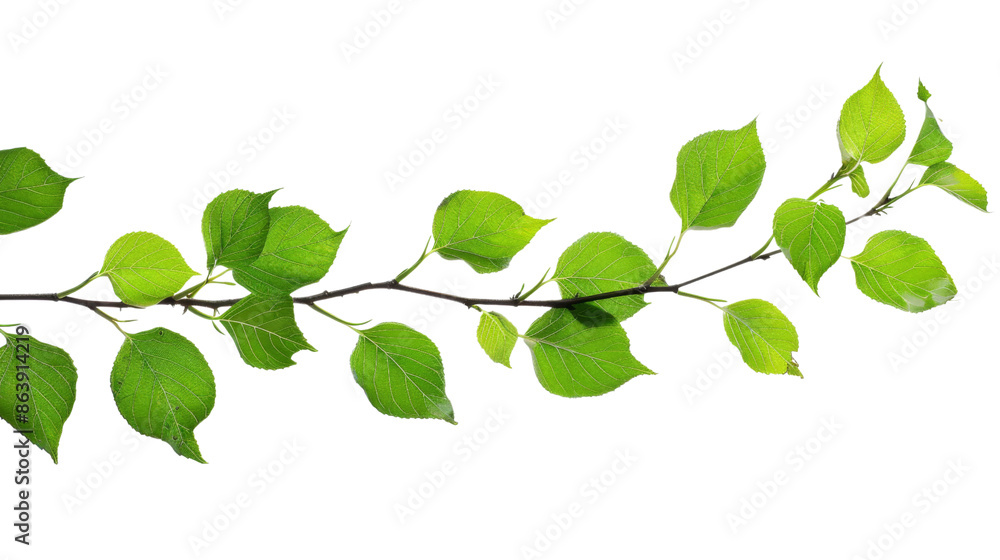 Obraz premium Branch leaves or green leaf on transparent background