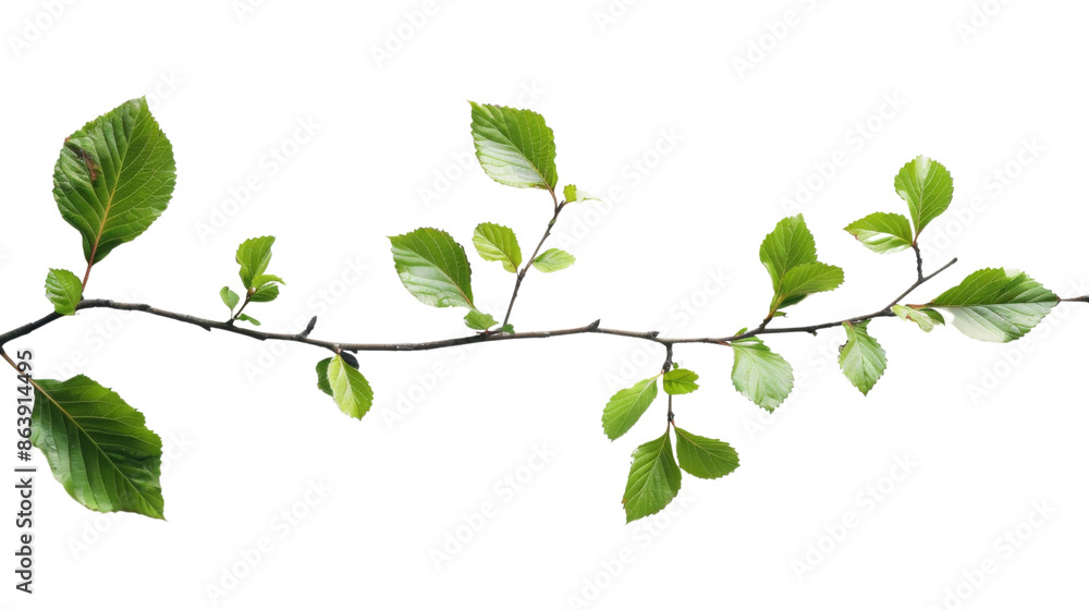 Branch leaves or green leaf on transparent background Branch leaves or green leaf on transparent background