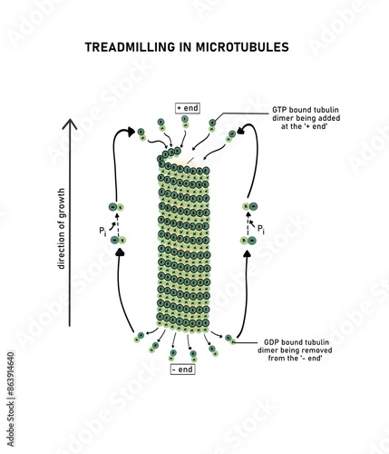 Process of treadmilling in microtubule formation photo