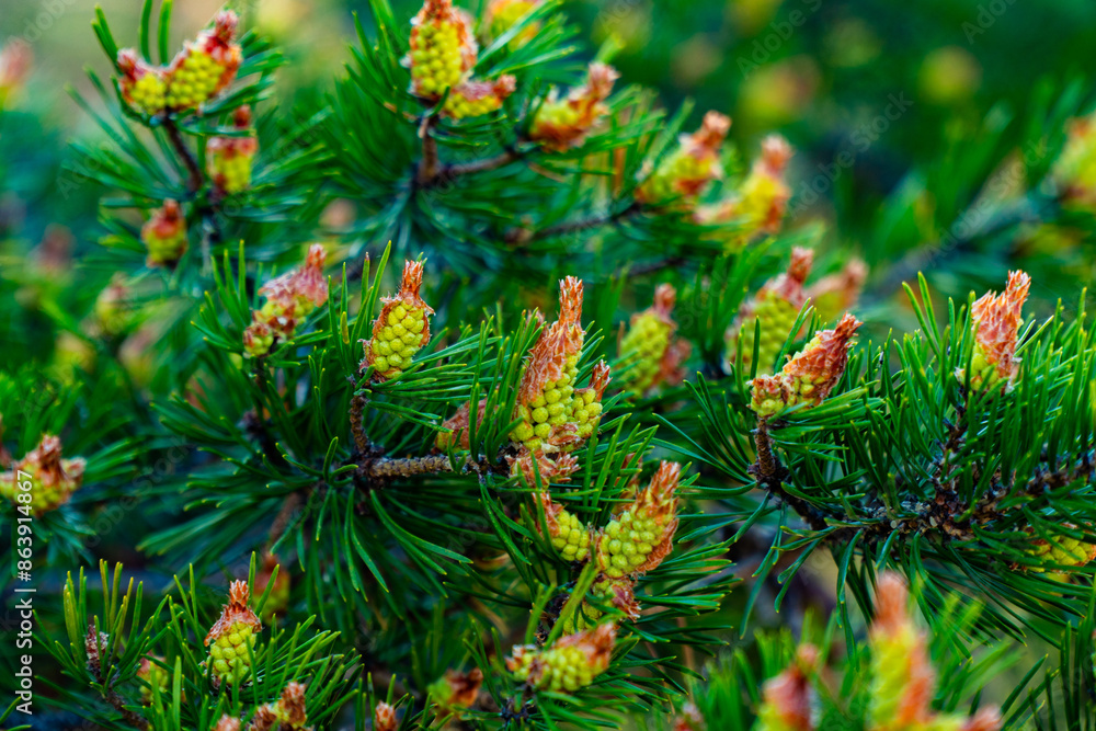 A detailed close-up of young pine cones and vibrant green needles on a pine tree branch. Perfect for showcasing the intricate beauty of nature and the growth of new life in the forest. A detailed close-up of young pine cones and vibrant green needles on a pine tree branch. Perfect for showcasing the intricate beauty of nature and the growth of new life in the forest.
