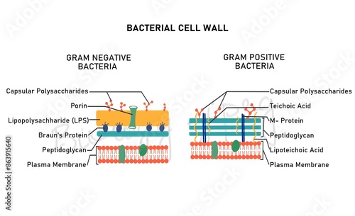 Bacterial cell  wall comparison