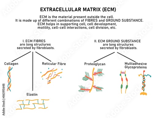 Components of Extracellular Matrix
