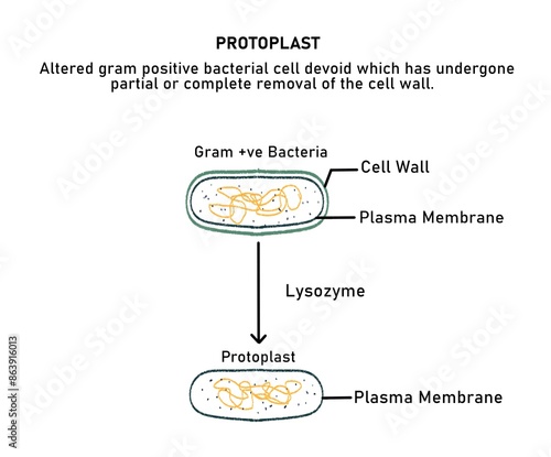 Diagram of Protoplast