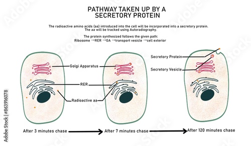 Pathway taken up by a secretory protein photo