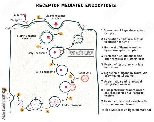 Receptor Mediated Endocytosis-transport of material into a cell photo