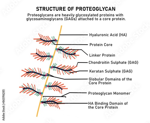 Structure of proteoglycan