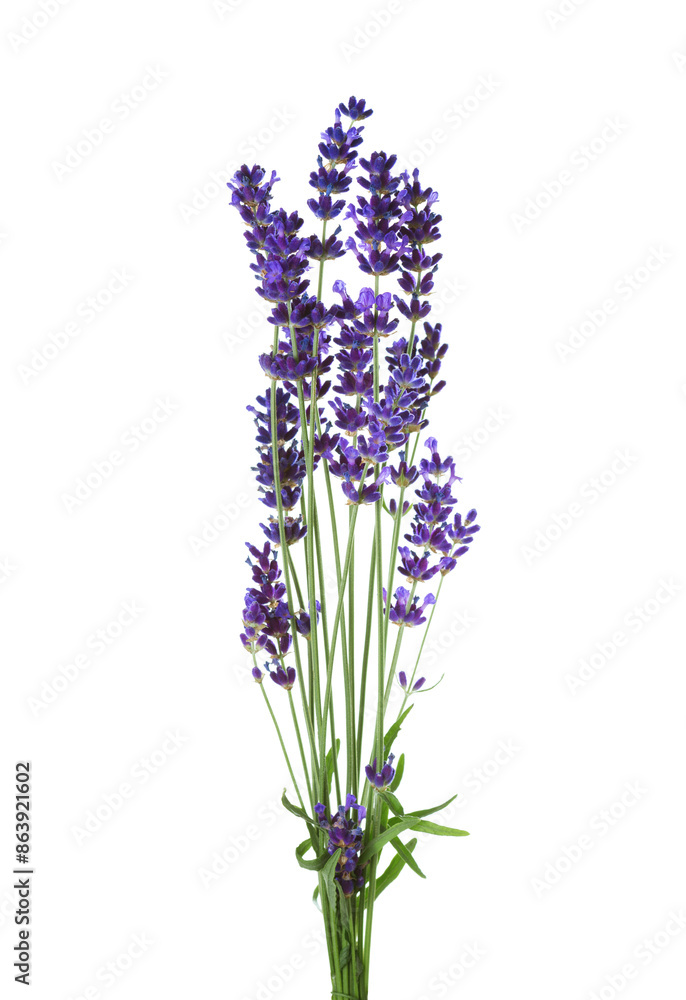 Bunch of lavender isolated on white background. Bunch of lavender isolated on white background.