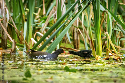 A moorhen on a pond photo