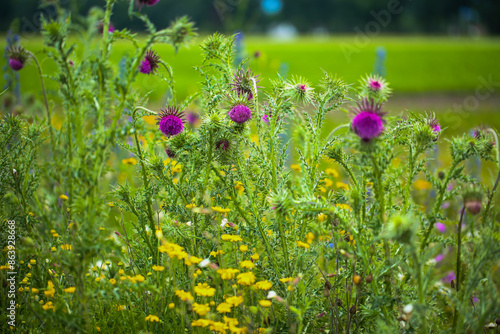 nickende Distel im Feld photo