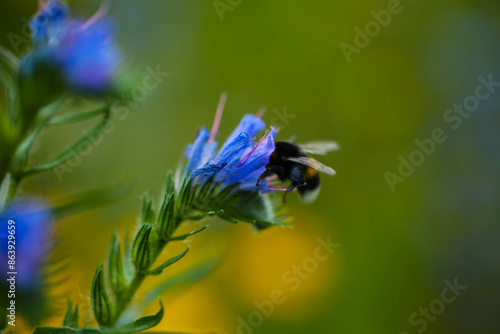 The common viper's bugloss (Echium vulgare) on a wildflower meadow photo