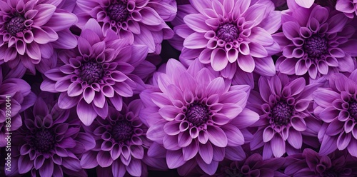 Purple Dahlia Flower Close Up - Macro Photography