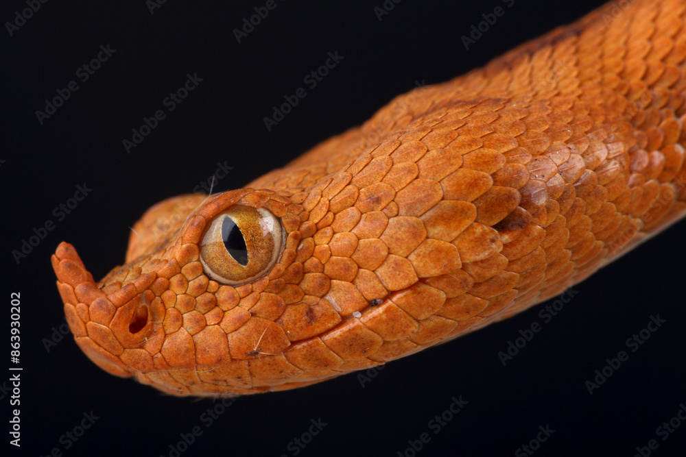 Fototapeta premium A portrait of an orange Long-nosed Viper 