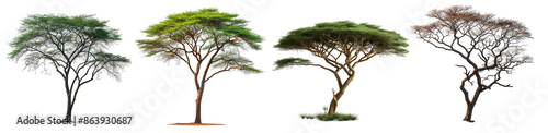 African tree, big tree  collection set, sunny day, PNG transparent background
