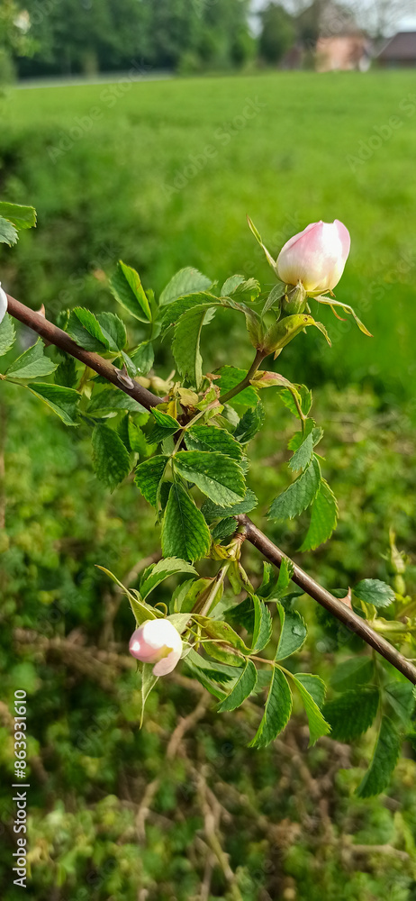 rosehip branch with pink buds on a green field background rosehip branch with pink buds on a green field background