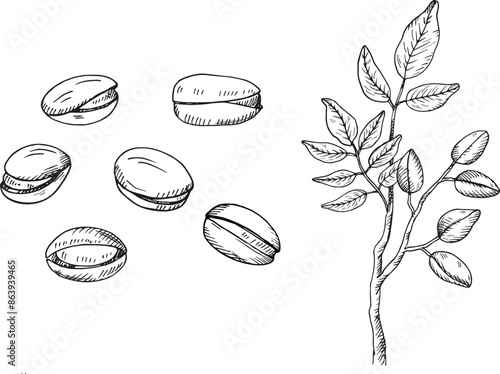 Pistachios nuts and branch. Hand drawn engraved vector sketch illustration on isolated background. Doodle with Nut plant, organic food ingredient. Design for label, card, print, paper, wrapping, logo