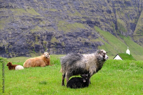 A flock of sheep grazing in mountains on Faroe Islands, Denmark