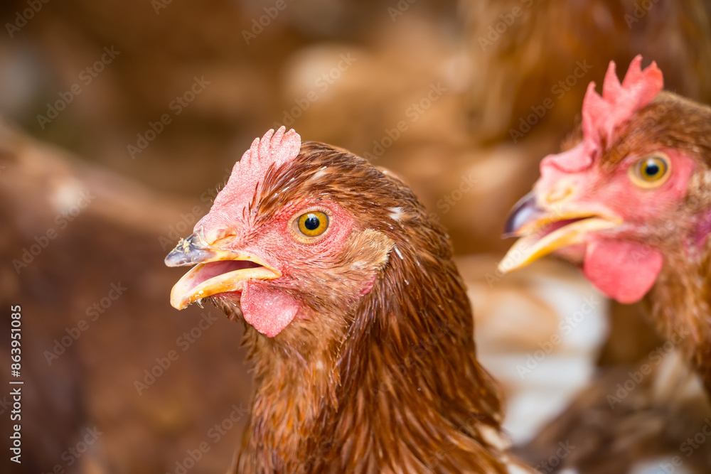 Fototapeta premium Female chickens in the chicken coop are raised to eat eggs. Eggs can be collected every day.