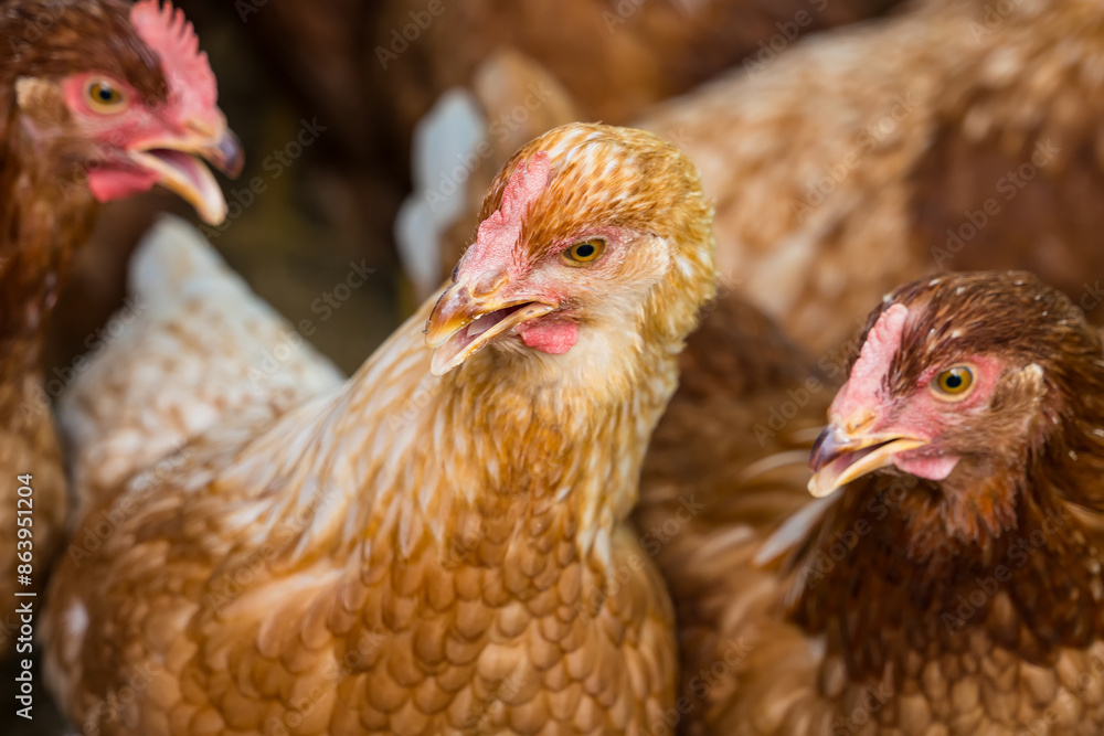 Fototapeta premium Female chickens in the chicken coop are raised to eat eggs. Eggs can be collected every day.