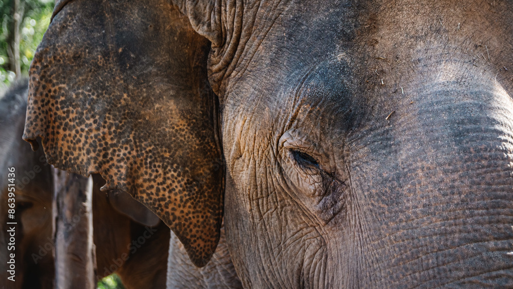 Fototapeta premium Close-up of an elephant's head with tears under its eye. Elephant close up with blurred background