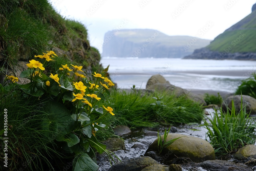 Φωτογραφία Close up of yellow flowers of Caltha palustris, known as marsh-marigold and kingcup in Tjornuvik on Streymoy Island in Faroe Islands
