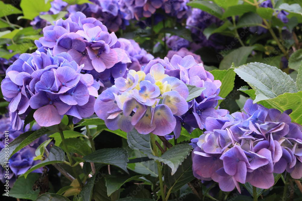 東京散歩　飛鳥山の満開の紫陽花