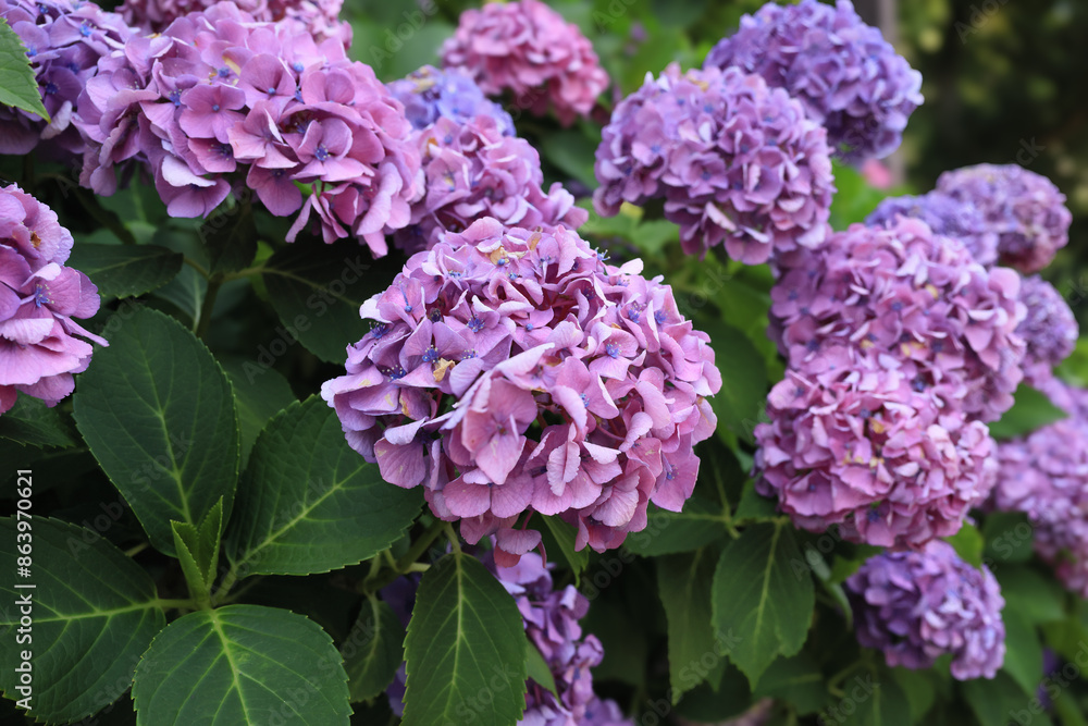 東京散歩　飛鳥山の満開の紫陽花