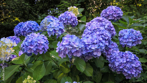 東京散歩 飛鳥山の満開の紫陽花