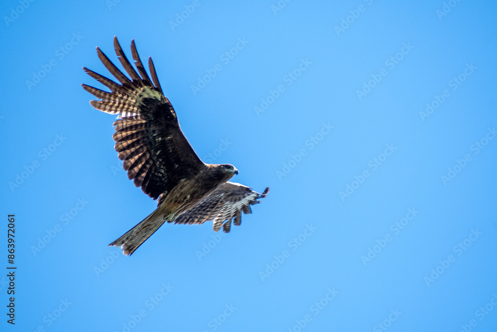 Obraz premium Omnipresent black kites (hawks) hover in the blue sky