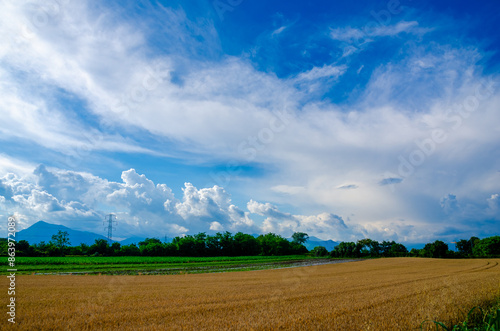 veduta sul campo di grano