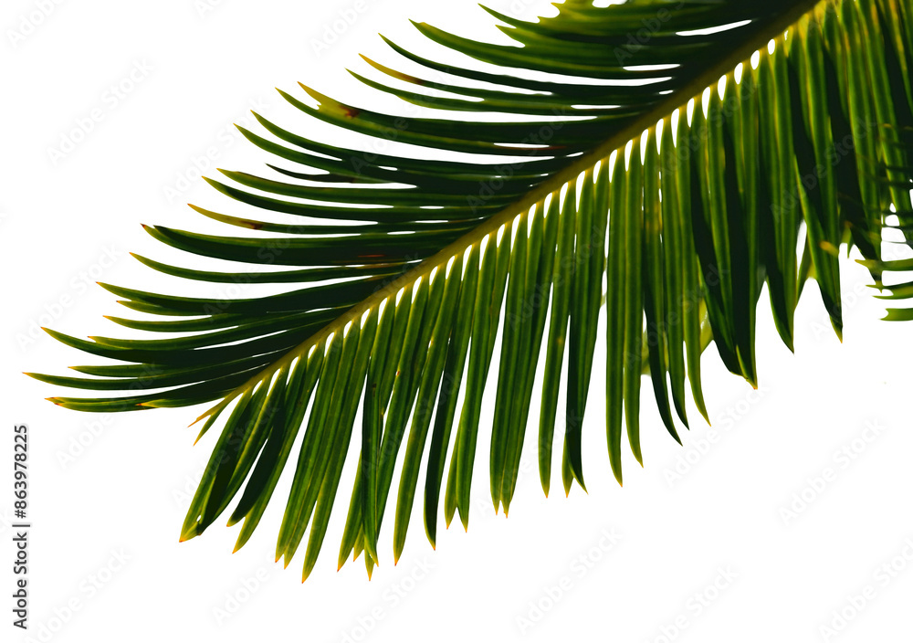 Obraz premium Palm leaf transparent png. Palm leaf isolated on transparent background