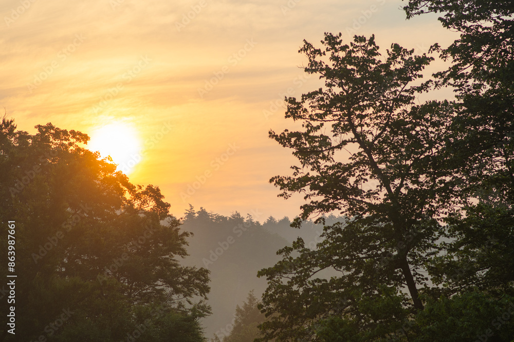 Morning sunrise woodland landscape fog, copy space selective focus natural background Morning sunrise woodland landscape fog, copy space selective focus natural background