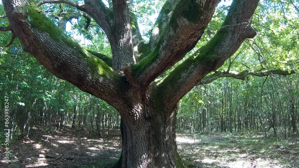 Very big english oak tree (Quercus Robur) in the forest in springtime Very big english oak tree (Quercus Robur) in the forest in springtime