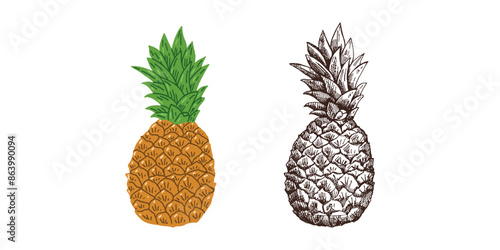 Hand-drawn pineapple colored and monochrome sketch. Isolated vector ananas illustration. Whole tropical fruit, food sketch.