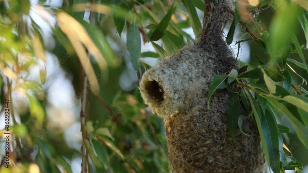 Eurasian Penduline tit flies into the nest and then enters the nest (Remiz pendulinus). Eurasian Penduline tit is bringing some food for its chicks in the nest. Eurasian Penduline tit flies into the nest and then enters the nest (Remiz pendulinus). Eurasian Penduline tit is bringing some food for its chicks in the nest.