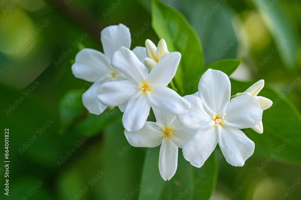 White jasmine flowers branch with leaves White jasmine flowers branch with leaves
