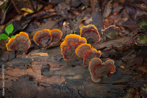 Top View.Brown mushroom (Stereum ostrea) is blooming in multiple layers on dry piece of wood in rainy season.